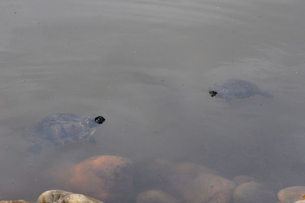 two turtles